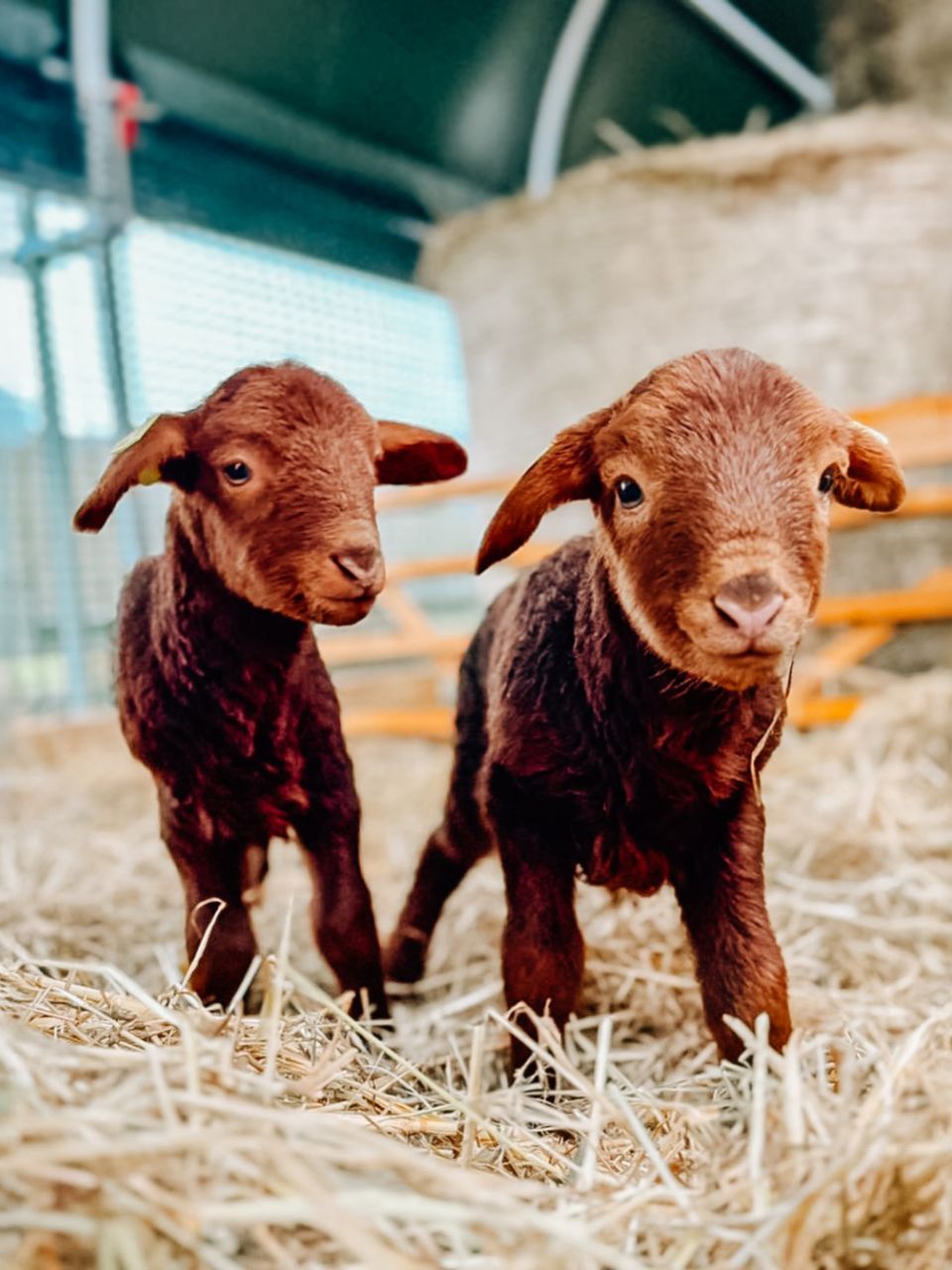Weiterer Nachwuchs auf dem Marienhof!