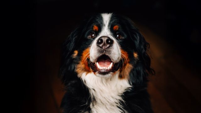 Dürfen wir vorstellen: Max