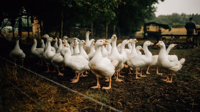 Martins Gans - Farm To Table