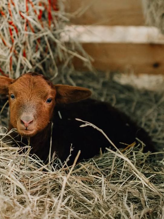 1. Lämmchen des Jahres