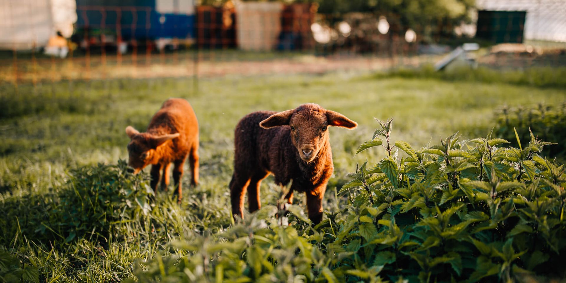 bauernhof galerie 84