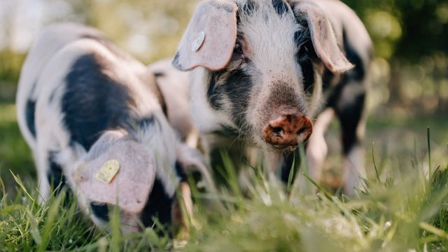 4 neue, zuckersüße Bewohner!