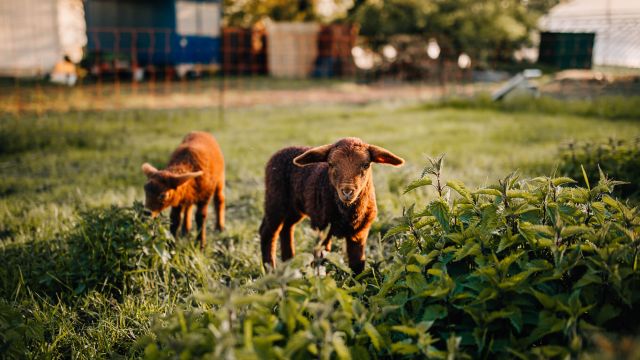 Tierpatenschaften auf dem Marienhof!