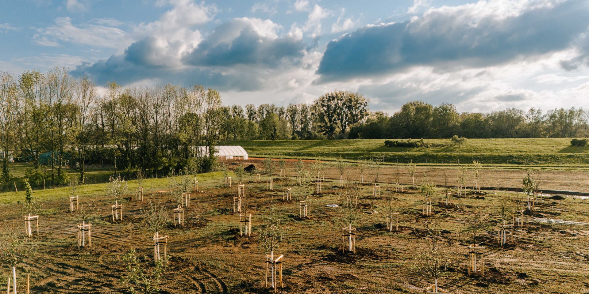 drohne bäume lämmer 3