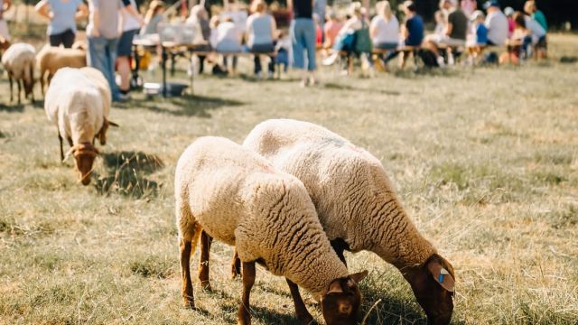 Lesung auf der Schafweide