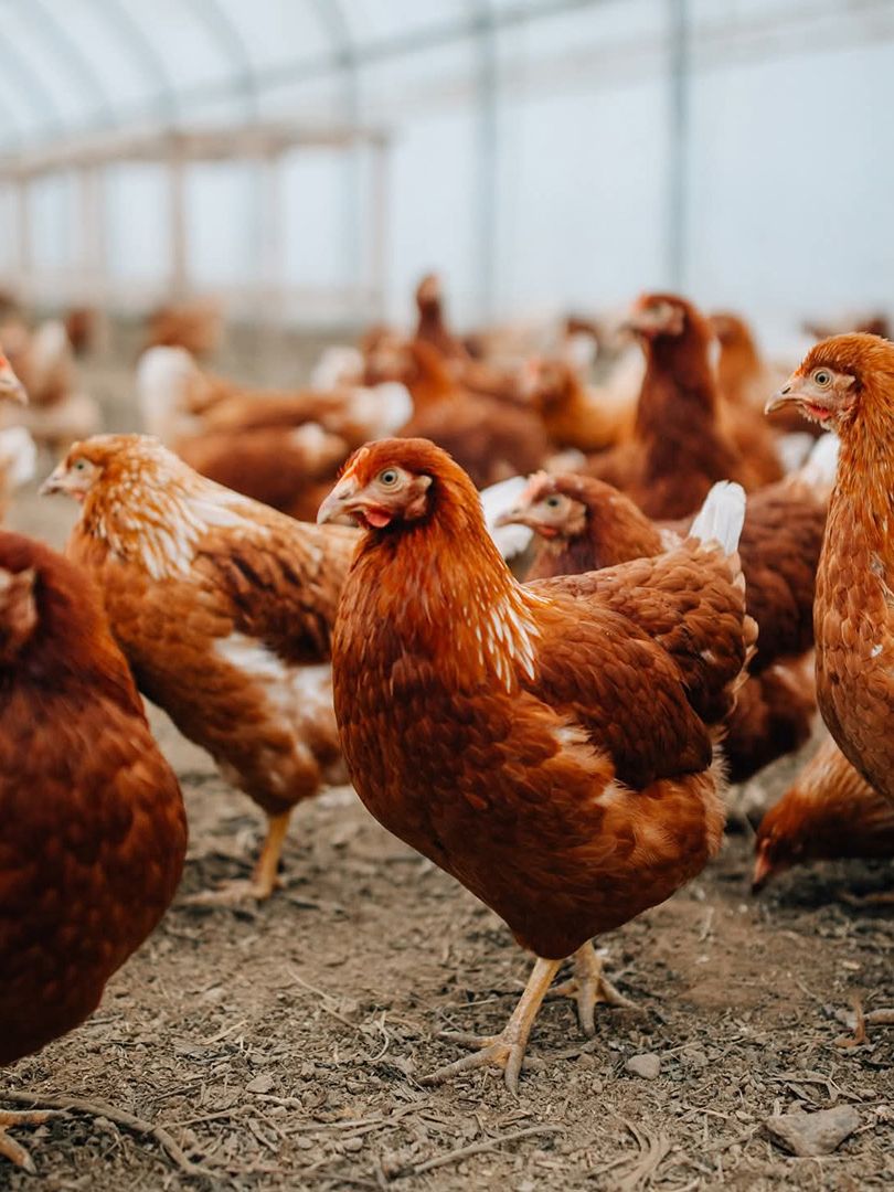 Zuwachs bei der Hühner-Gang